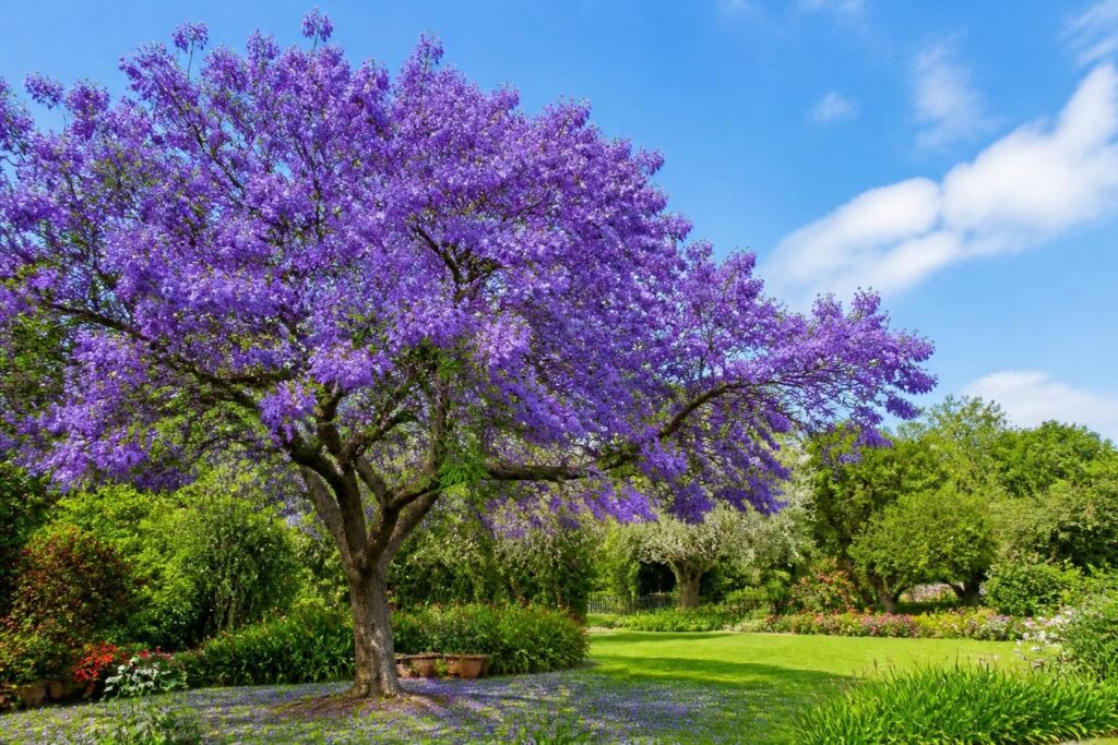 découvrez le jacaranda, un arbre magnifique pour votre jardin, offrant une explosion de fleurs violettes et une touche de fraîcheur naturelle toute l'année.